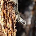 Northwestern Fence Lizard