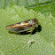 Leafhopper