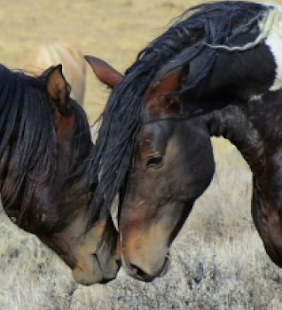 Horses Muddle Puzzle Screenshots 3