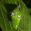 Malay Baron pupa