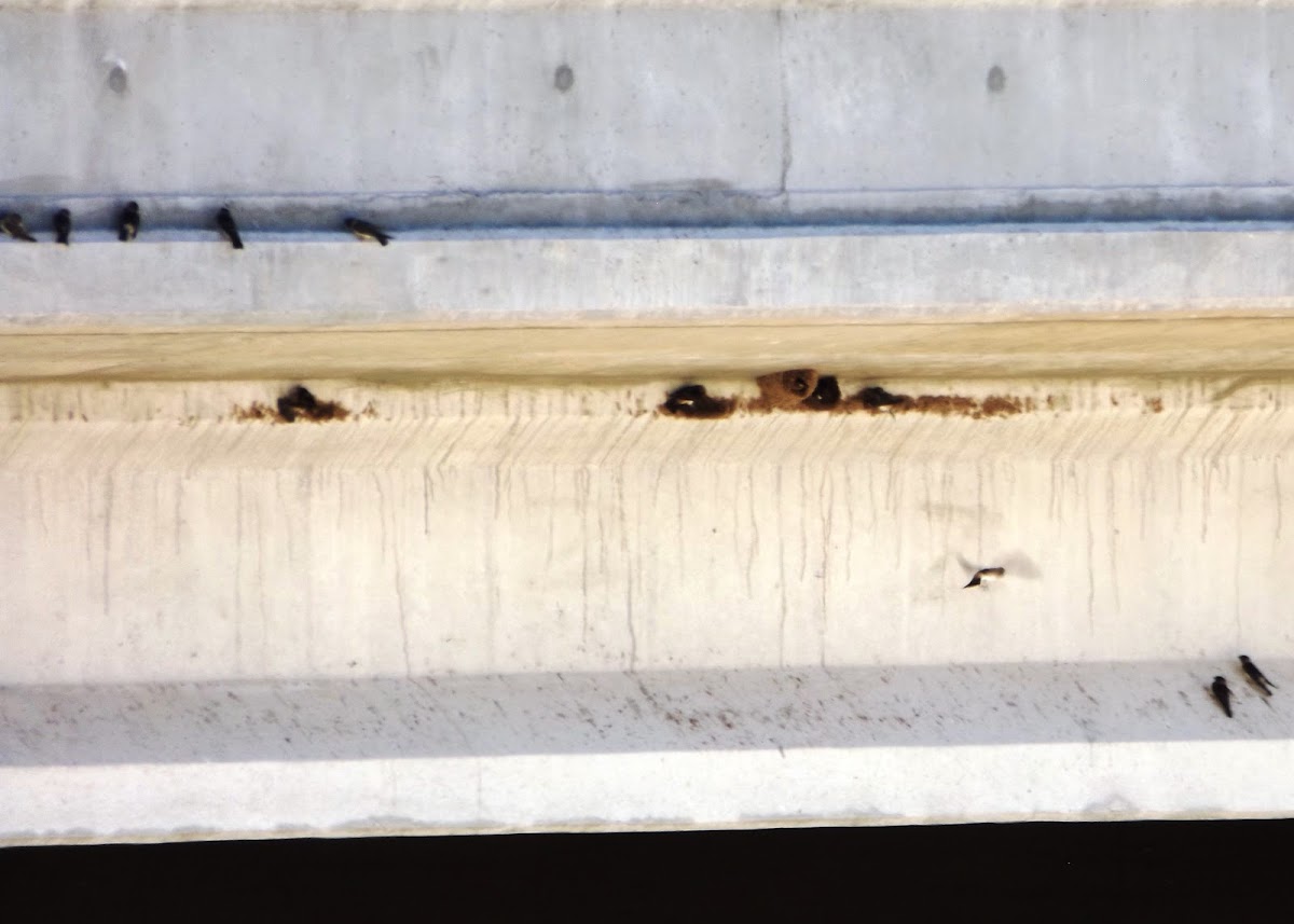 Cliff Swallows