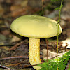 Goldstalk Mushroom