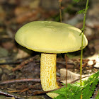 Goldstalk Mushroom