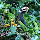 Bushy-crested Hornbill