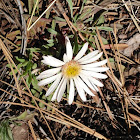 Spreading Fleabane