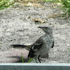 Northern Mockingbird (juvenile)
