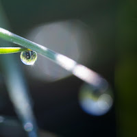 Piccoli riflessi di Merlograziano