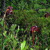 Purple Pitcher Plant