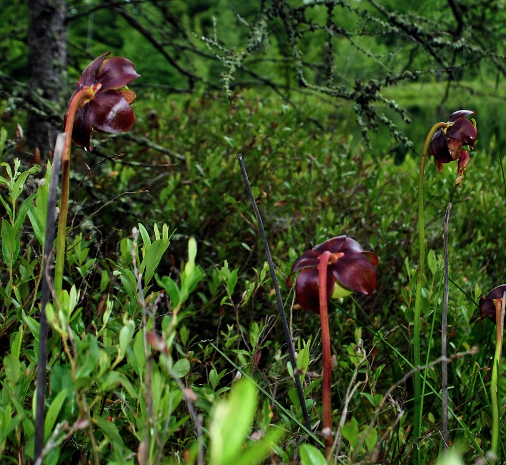 Purple Pitcher Plant