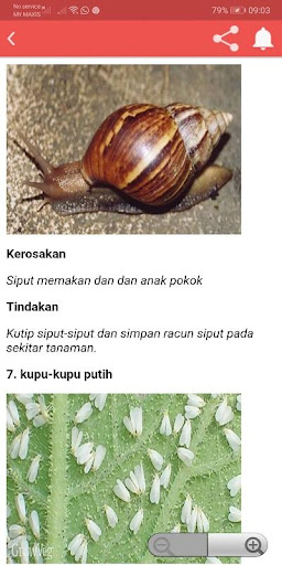 PENYAKIT DAN PEROSAK CILI