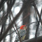 Red-bellied Woodpecker