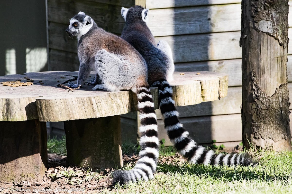 Ring-tailed Lemur