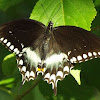 Spicebush swallowtail