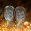 Tunicates