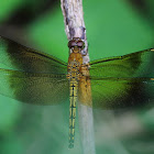 Red Percher