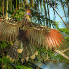 Hoatzin