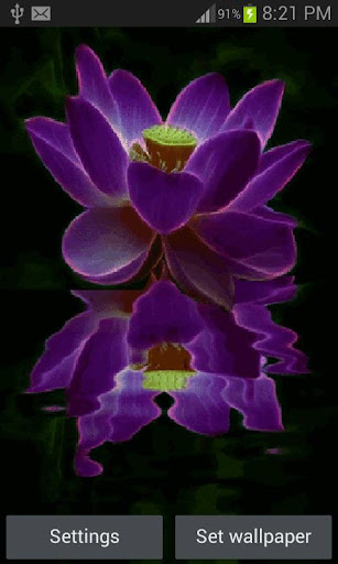 Purple Lotus Live Wallpaper