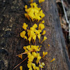 Jelly Mushrooms