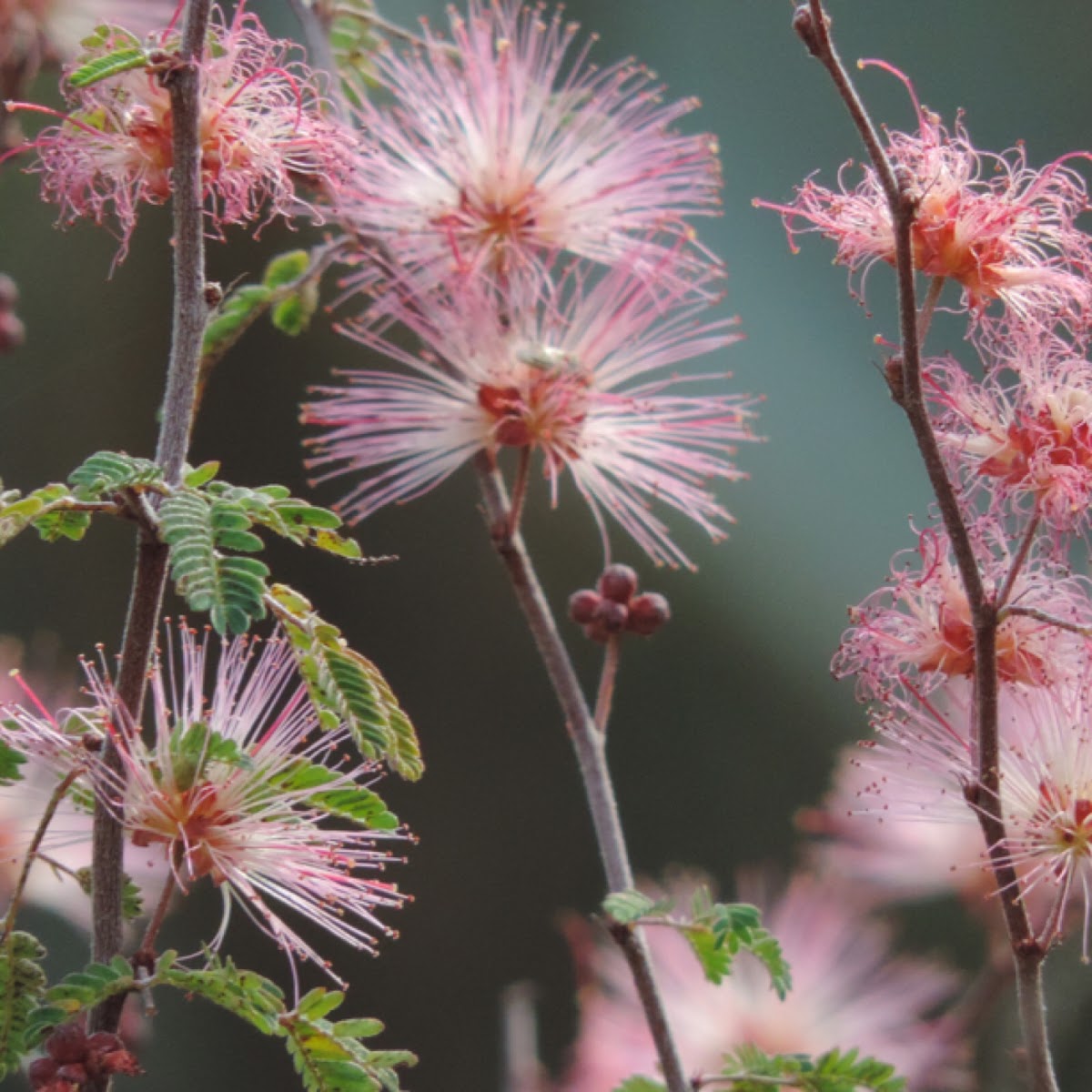 Fairy Duster