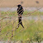 Black Drongo (Kotwal)