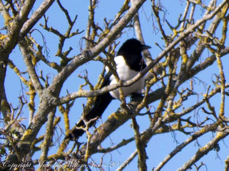 Magpie