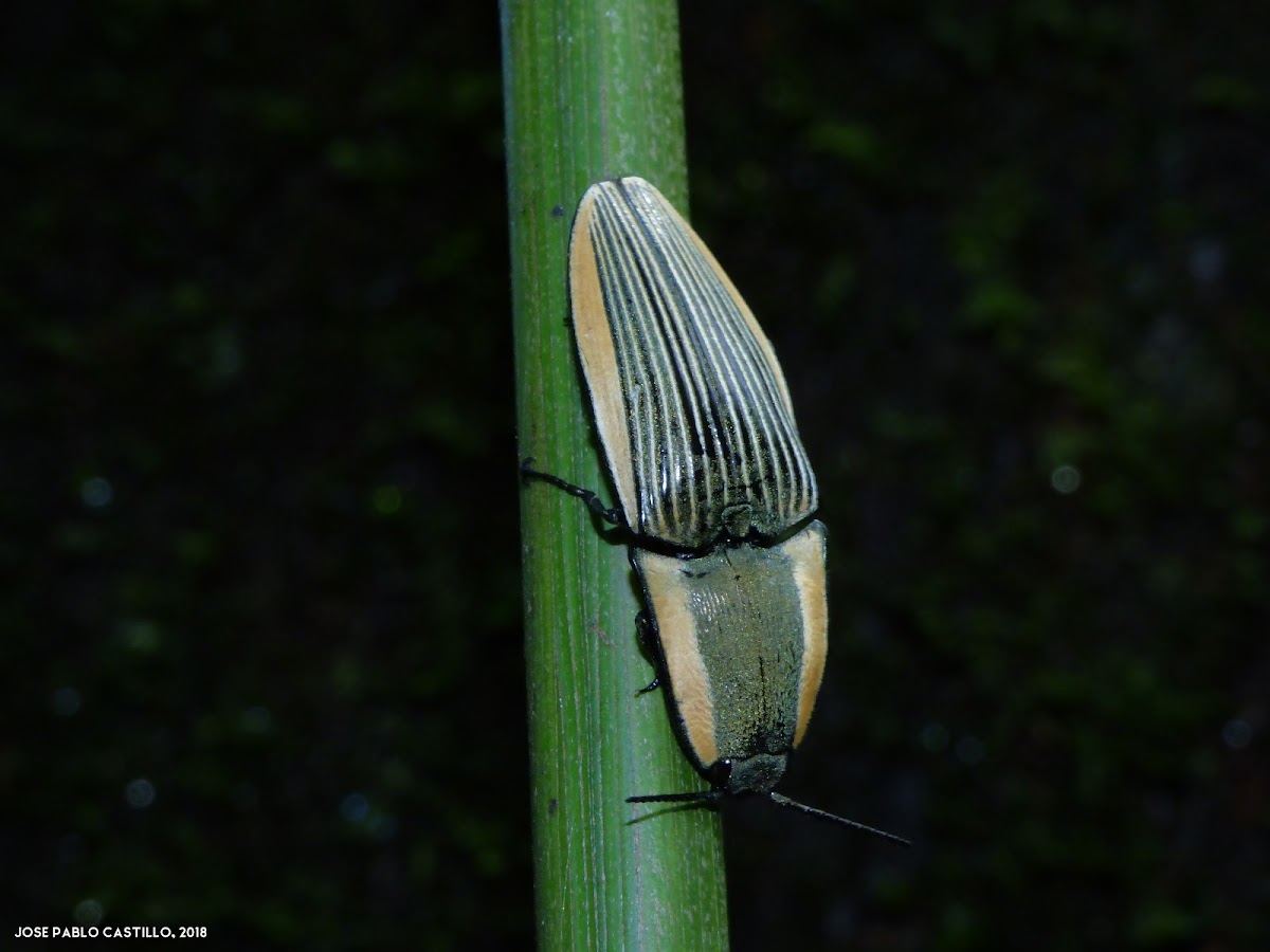 Chalcolepidius sp.