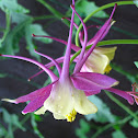 Columbine