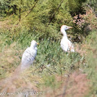 Cattle Egret; Garcilla Bueyera