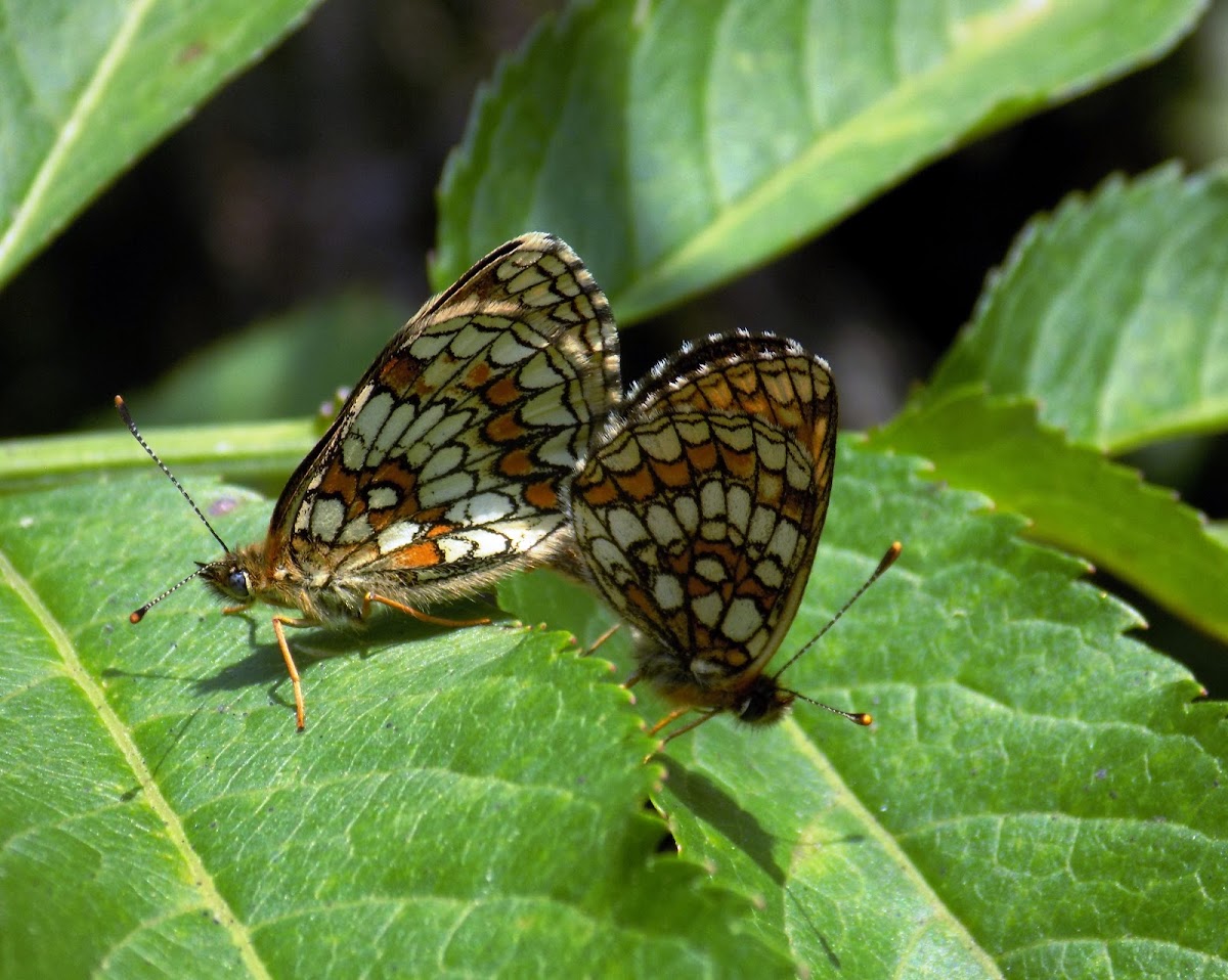 Heath fritillary