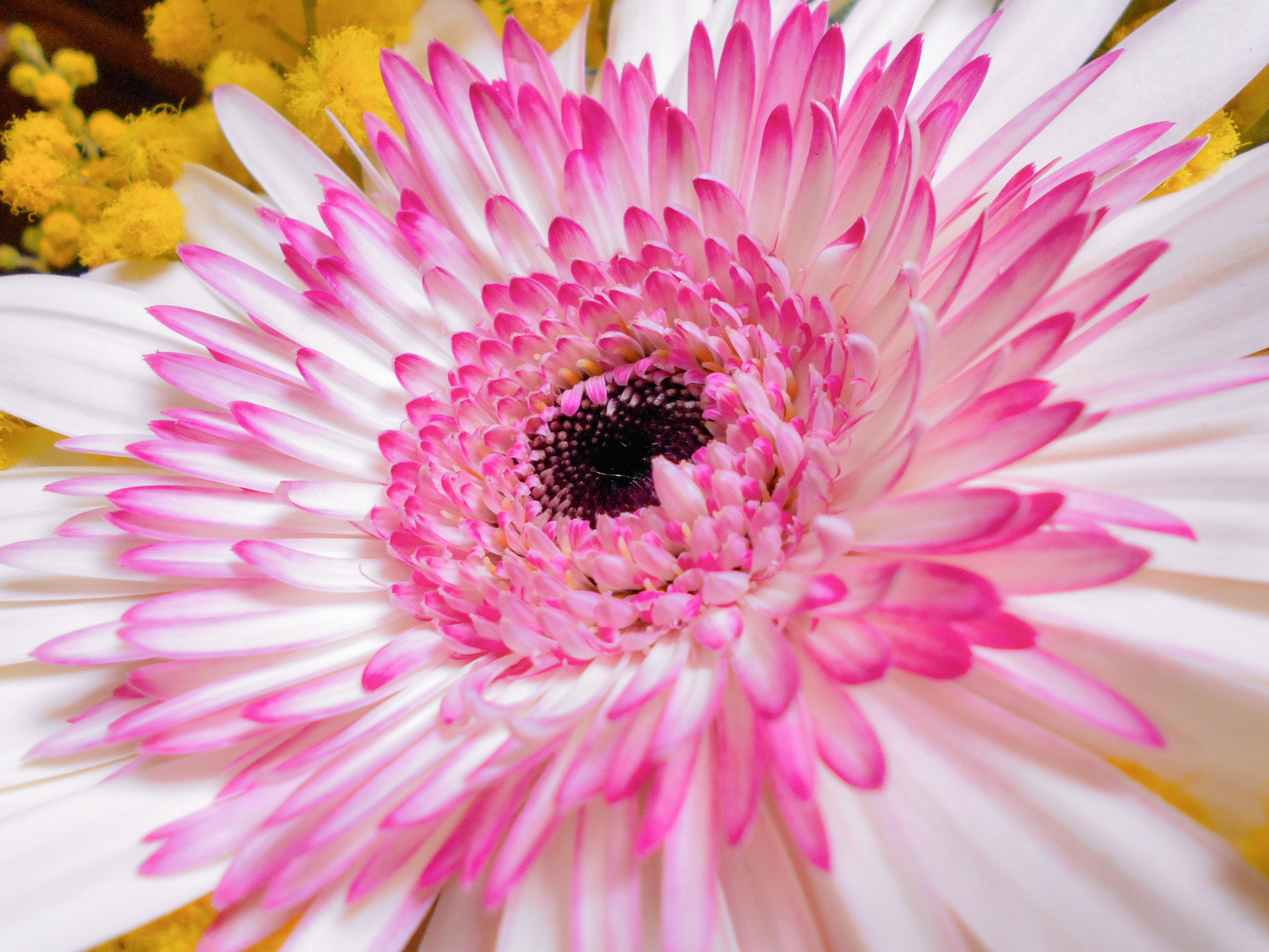 Fiore di gerbera di angela_d