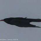 Red-billed Chough