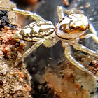 Multi-coloured Phintella, Multicoloured spider.