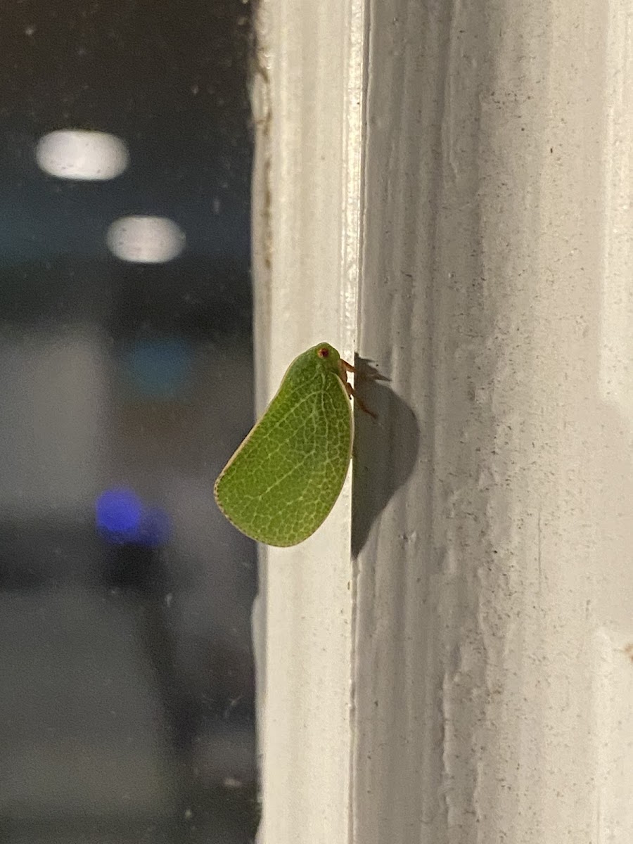 Green cone headed planthopper