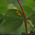 Multicolored Asian Ladybeetle (Eggs)