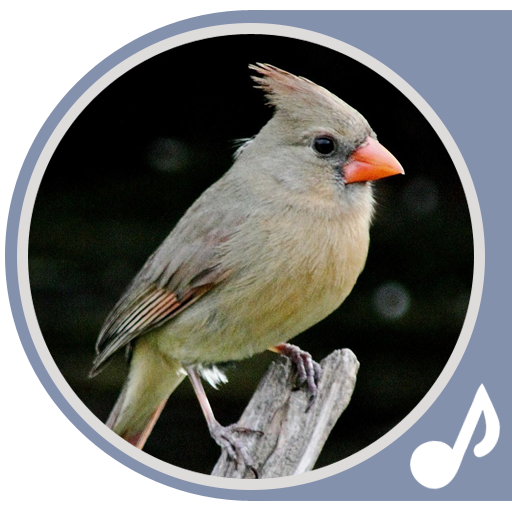 Bird Ringtones 音樂 App LOGO-APP開箱王