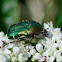 Rose chafer