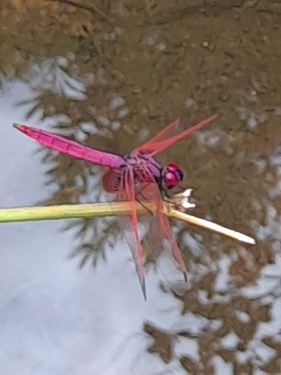 Crimson Marsh Glider