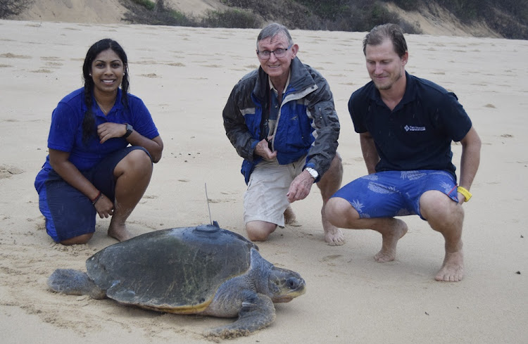 Marine specialists Malini Pather, Dr George Hughes and Kevin Spilby keep watch as the rehabilitated turtle makes her way back to the water.