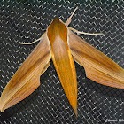 Tersa Sphinx Moth