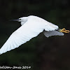 Little Egret