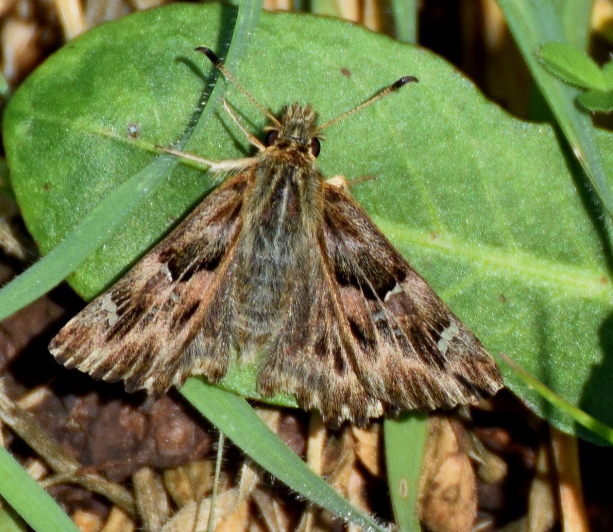 Mallow Skipper