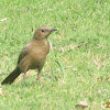 Brown Rockchat