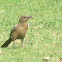 Brown Rockchat