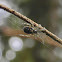 Zygiella Orbweaver