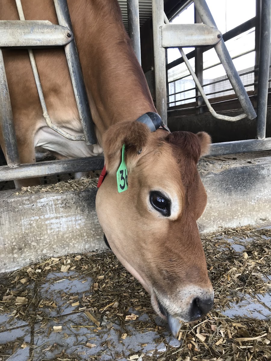 Gluten-Free at High Lawn Farm