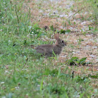 Eastern cottontail