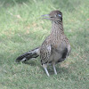 Greater Roadrunner