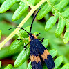 net-winged beetle