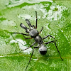 Ant mimicking jumping spider