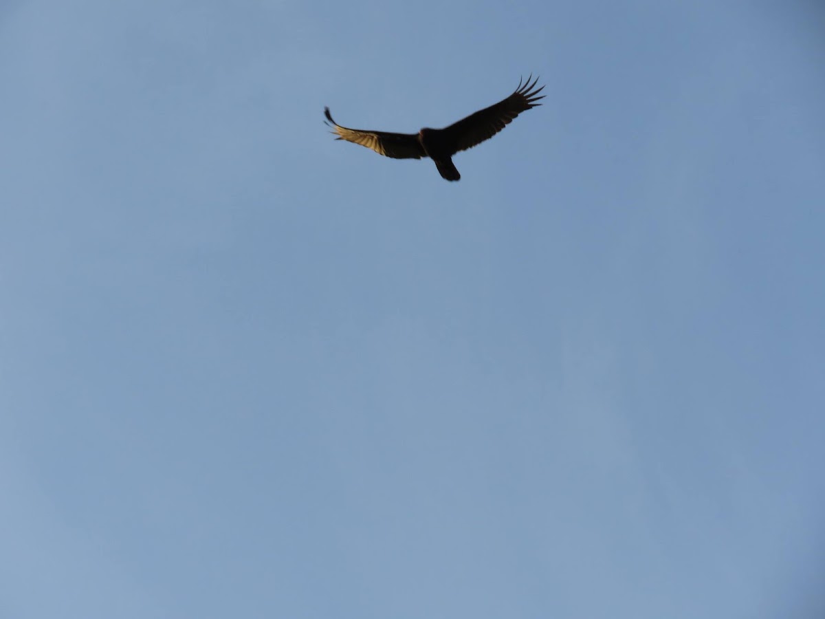 Turkey vulture